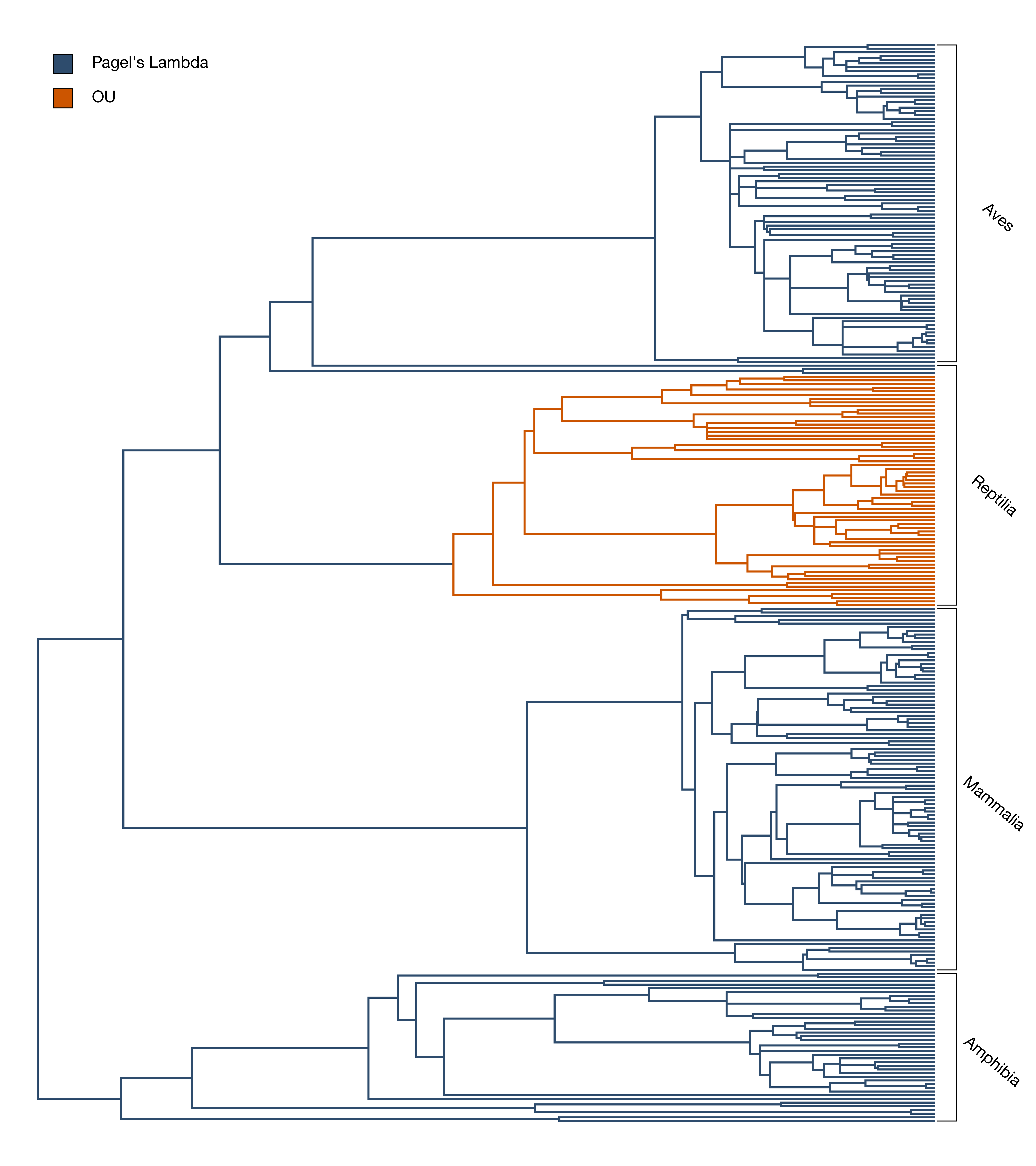 Leveraging Comparative Phylogenetics for Evolutionary Medicine: Applications to Comparative Oncology
